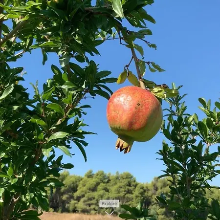 Villa Sea Breeze At Sani Sani (Chalkidiki)